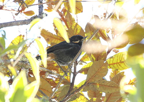 Moustached flowerpiercer